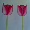 Zwei Tulpen 